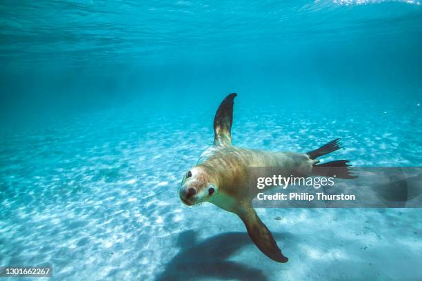 australische pelzrobbe oder seelöwe schwimmen durch klares flaches wasser - seehundjunges stock-fotos und bilder