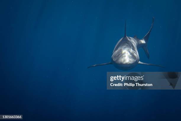 hai schwimmt durch klaren blauen ozean - flosse stock-fotos und bilder