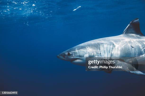 close up of great white shark swimming beneath the surface - great white shark stock pictures, royalty-free photos & images