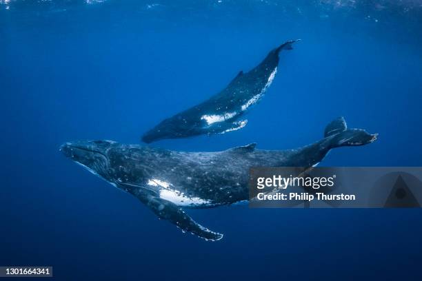 humpback whale mother and calf swimming in clear blue ocean - animal family stock pictures, royalty-free photos & images