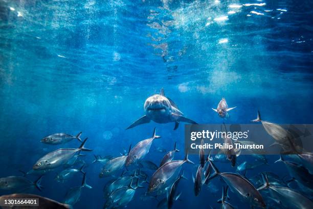 großer weißer hai schwimmt unter der oberfläche mit sonnenstrahlen und fischschule im vordergrund - great white shark stock-fotos und bilder