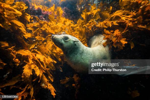 leuke australische bontverbinding of overzeese leeuw die in zeewier rust - kelp stockfoto's en -beelden