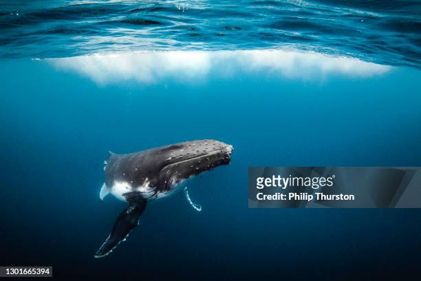 humpback whale swimming in clear blue ocean - humpbacks imagens e fotografias de stock