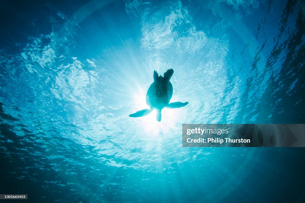 Turtle swimming through clear blue ocean in silhouette by sun