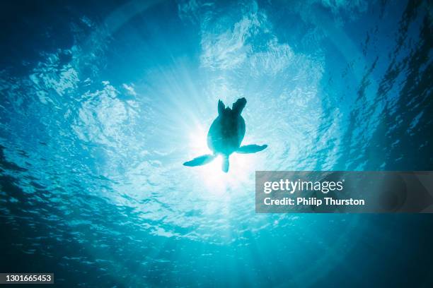 turtle swimming through clear blue ocean in silhouette by sun - turtle stock pictures, royalty-free photos & images