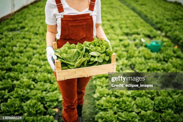 my small business - food safety stock pictures, royalty-free photos & images