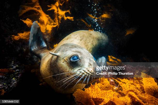 可愛的澳大利亞毛皮海豹或海獅在海藻休息 - seal pup 個照片及圖片檔