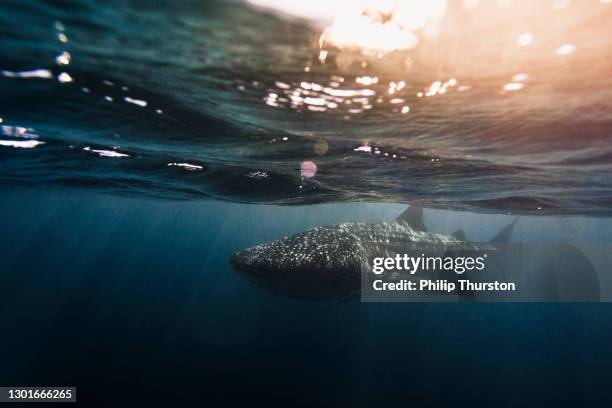 whale shark swimming in clear blue ocean with bokeh and surface activity - whale shark stock pictures, royalty-free photos & images