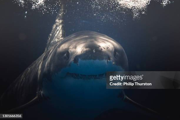 nahaufnahme von gesicht und mund des großen weißen hais, das unter der oberfläche schwimmt - shark teeth stock-fotos und bilder