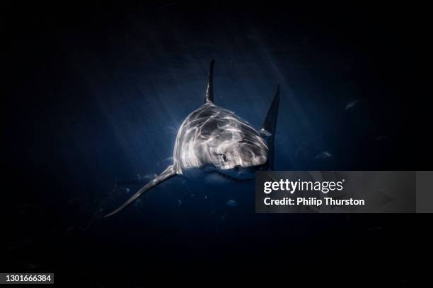 great white shark lurking beneath the surface in dark water - deep ocean predator stock pictures, royalty-free photos & images