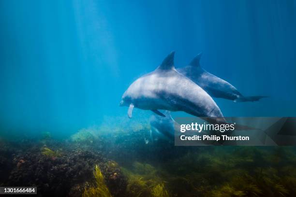 family of dolphins swimming along sea floor in bright blue ocean - dolphins stock pictures, royalty-free photos & images