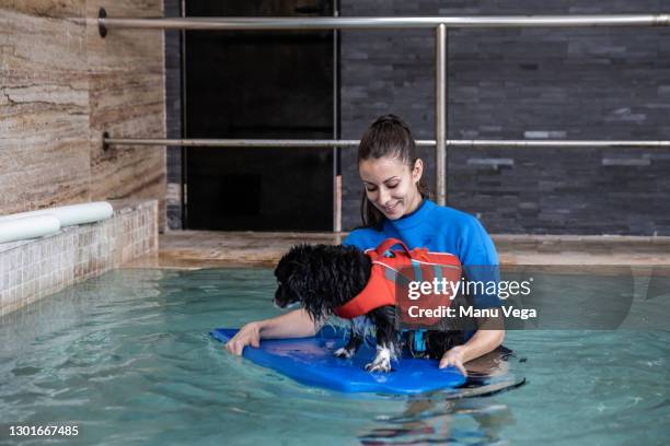 adult woman teaching dog to swim - dog trainer stock pictures, royalty-free photos & images