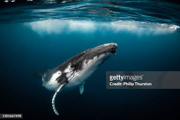 bultrug die speels in duidelijke blauwe oceaan zwemt - seascape stockfoto's en -beelden