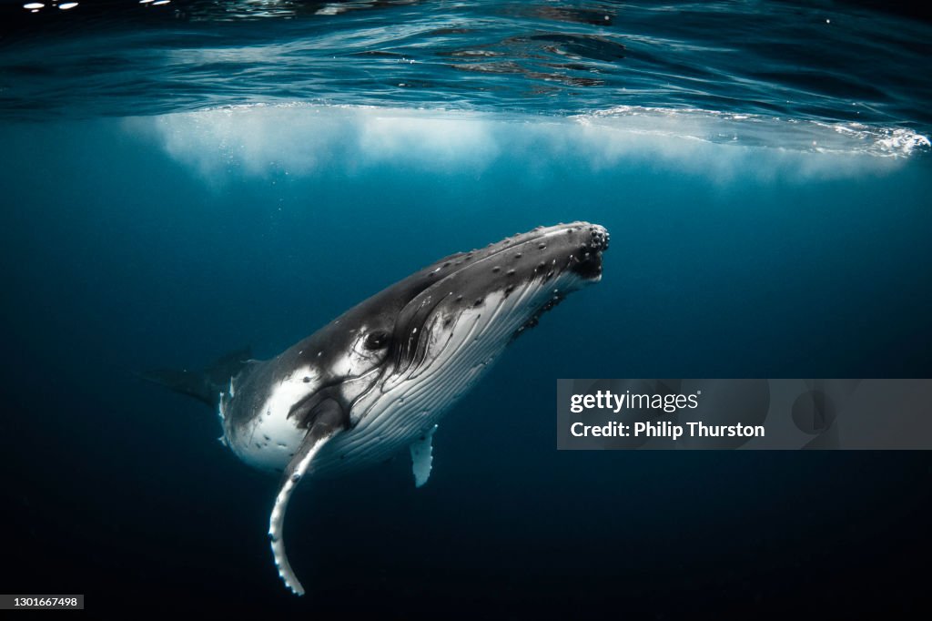 Baleia jubarte nadando em oceano azul claro