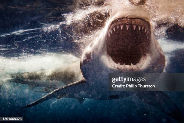 extremo primer plano del ataque del gran tiburón blanco con sangre - position fotografías e imágenes de stock