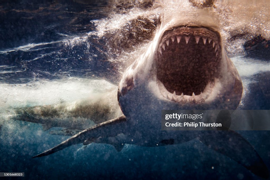 Extreme close up of Great White Shark attack with blood