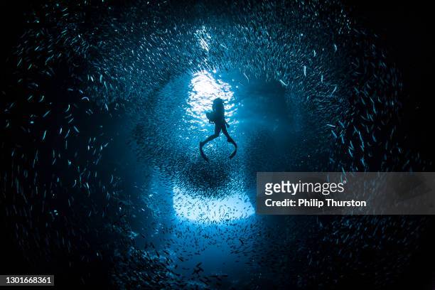 buceador libre nadando a través de una gran escuela de peces cebo en luz brillante - diving fotografías e imágenes de stock