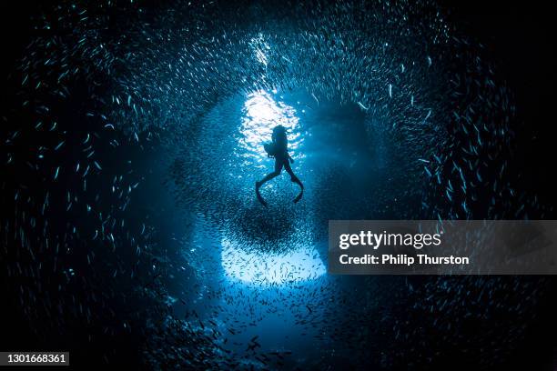 mergulhador livre nadando através de grande escola de peixe isca em luz brilhante - mergulho submarino - fotografias e filmes do acervo