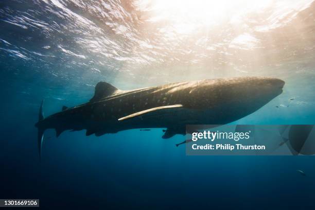 whale shark swimming in clear blue ocean with warm light rays - ningaloo reef stock pictures, royalty-free photos & images