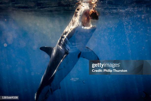 245 Shark With Mouth Open Stock Photos High Res Pictures And Images 245-shark-with-mouth-open-stock-photos-high-res-pictures-and-images