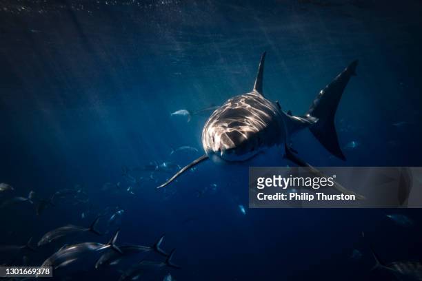 great white shark lurking beneath the surface of the ocean in dark blue water - deep ocean predator stock pictures, royalty-free photos & images