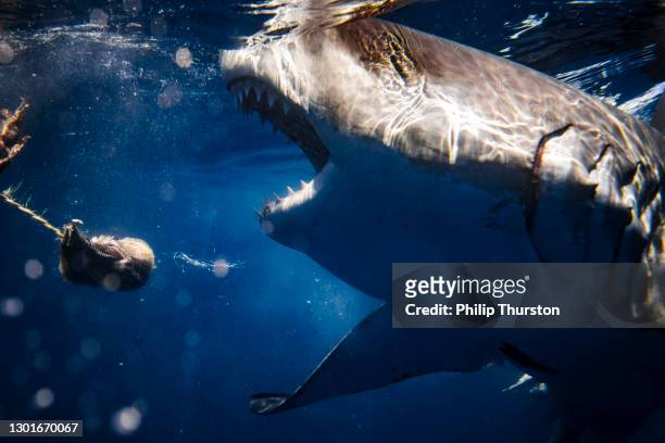 cerrar la boca del gran tiburón blanco abierta mostrando dientes atacando o alimentándose de cebo - tiburón jaquetón fotografías e imágenes de stock