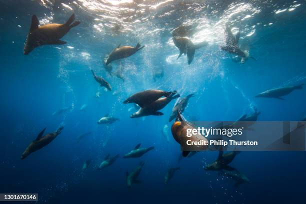 grand groupe de phoques à fourrure australiens ou d’otaries nageant à travers l’océan clair - lion de mer photos et images de collection