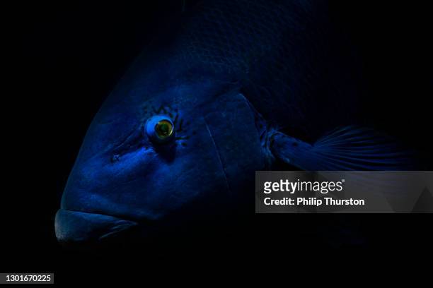 pescado mezcampero azul mirando la cámara de fondo oscuro - mero fotografías e imágenes de stock