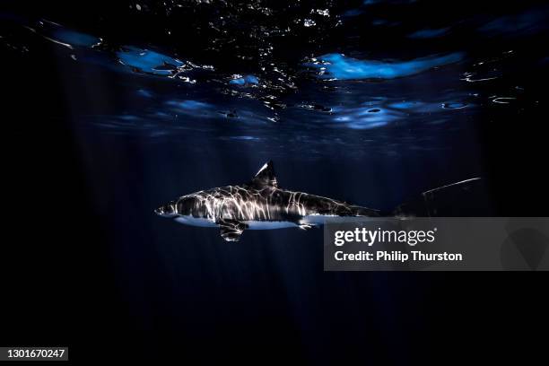 juvenile white shark swimming beneath the surface of the ocean in dark blue water - hidden danger stock pictures, royalty-free photos & images