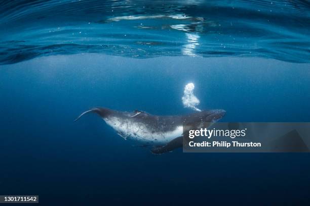 humpback whale playfully swimming in clear blue ocean while blowing bubbles - humpback whale stock pictures, royalty-free photos & images
