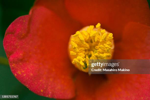 red camellia flower - stamen stock pictures, royalty-free photos & images