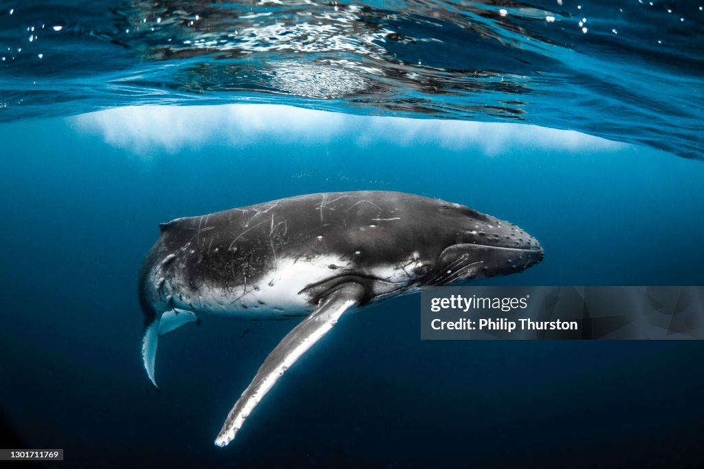 Humpback Whale Playfully Swimming In Clear Blue Ocean High Res Stock humpback-whale-playfully-swimming-in-clear-blue-ocean-high-res-stock
