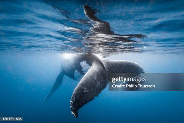 colpo di fortuna delle megattere mentre nuota scherzosamente nell'oceano cristallino - balena foto e immagini stock