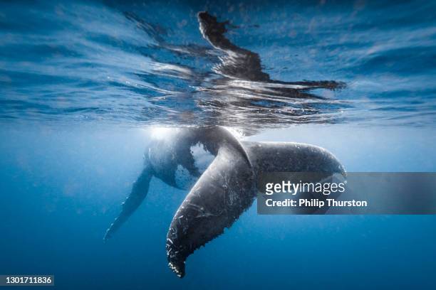 humpback whale fluke while playfully swimming in clear blue ocean - mammal stock pictures, royalty-free photos & images