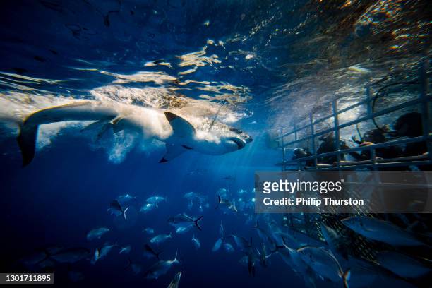 great white shark feeding with onlooking cage divers - diving sharks stock pictures, royalty-free photos & images