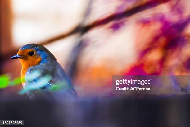 spring watch - bird singing stock pictures, royalty-free photos & images