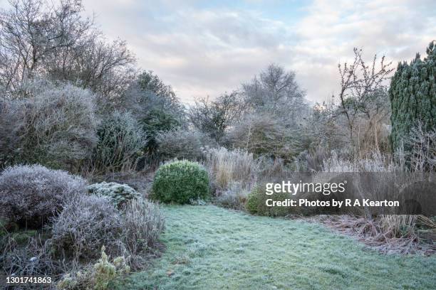 english country garden covered in frost - february stock-fotos und bilder