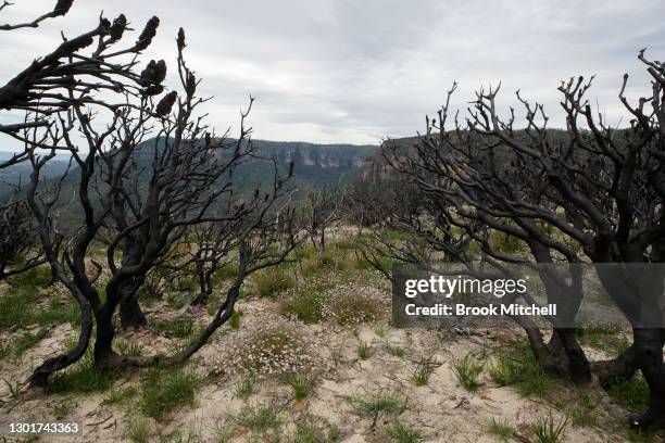 Pink Flannel Flowers near the Golden Stairs lookout in the Blue Mountains National Park on February 12, 2021 in Katoomba, Australia. Pink flannel...