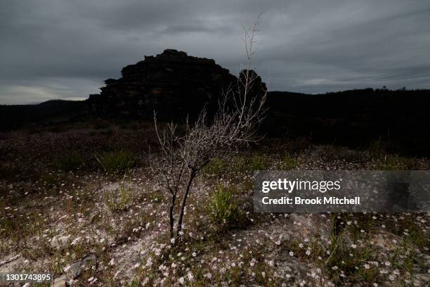 Pink Flannel flowers bloom at Gooch’s Crater near the Gardens of Stone National Park on February 12, 2021 in Lithgow, Australia. Pink flannel flowers...