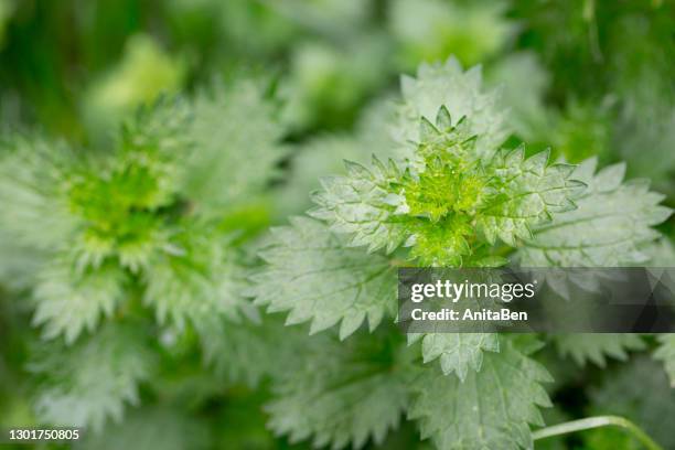 common nettle, urtica dioica close up view. copy space - urticaceae fotografías e imágenes de stock