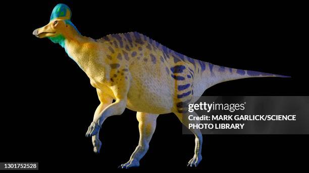 artwork of a corythosaurus dinosaur - corythosaurus stock illustrations