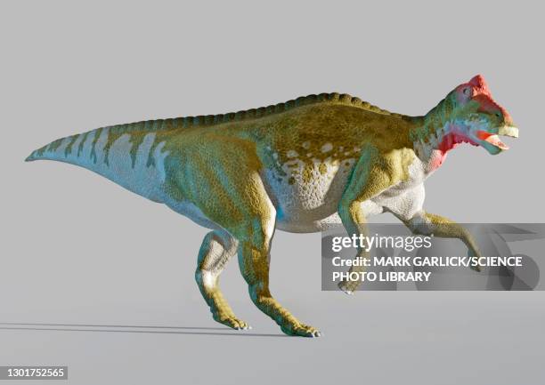 artwork of a male edmontosaurus - ornithopod stock illustrations