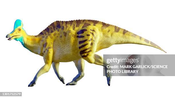 artwork of a corythosaurus dinosaur - corythosaurus stock illustrations