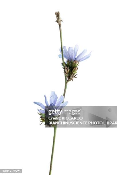 chicory (cichorium intybus) flowers - chicory stock pictures, royalty-free photos & images
