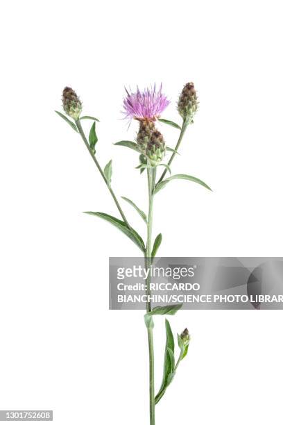 creeping thistle (cirsium arvense) flower - distel stockfoto's en -beelden