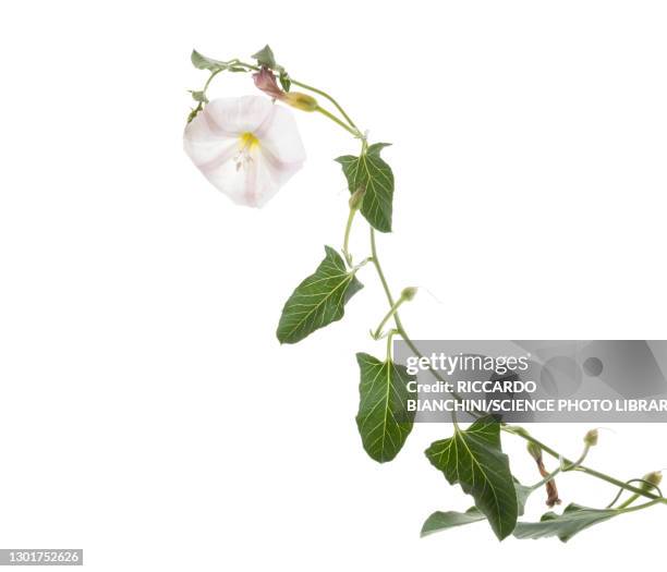 field bindweed (convolvulus arvensis) - ipomoea fotografías e imágenes de stock