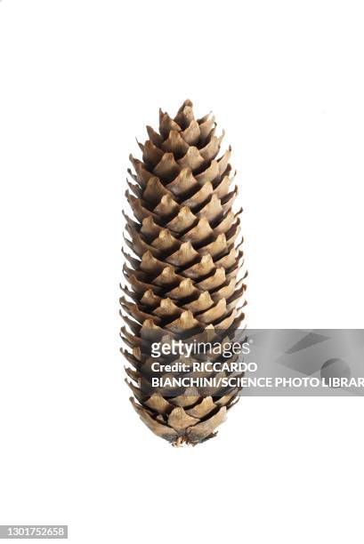 strobilus of a norway spruce (picea abies) - pinha pinha de conífera - fotografias e filmes do acervo