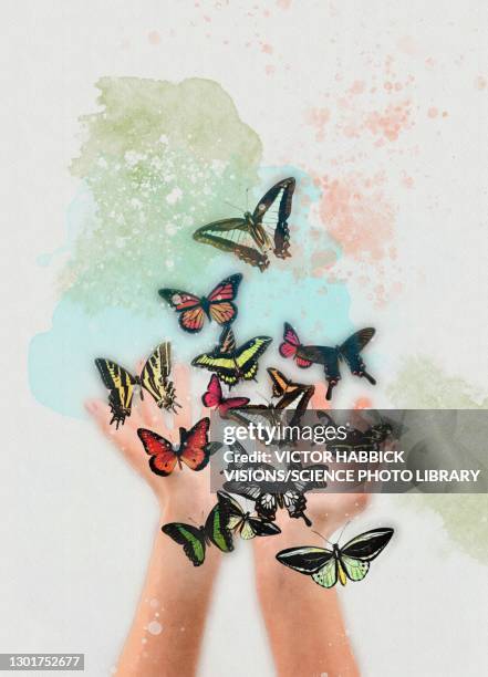 hands releasing butterflies, illustration - releasing butterfly stock illustrations