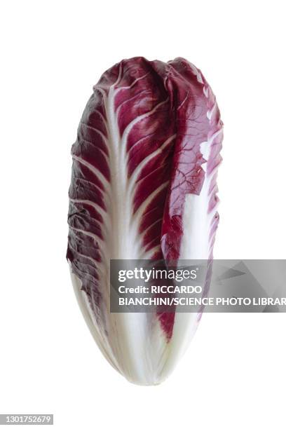 elongated chicory (cichorium intybus 'red treviso') - radicchio ストックフォトと画像