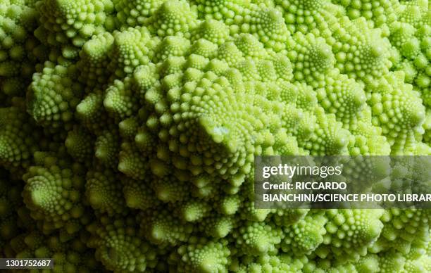 romanesco broccoli (brassica oleracea) - fibonacci photos et images de collection